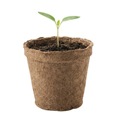 Small Seedling in Biodegradable Peat Pot