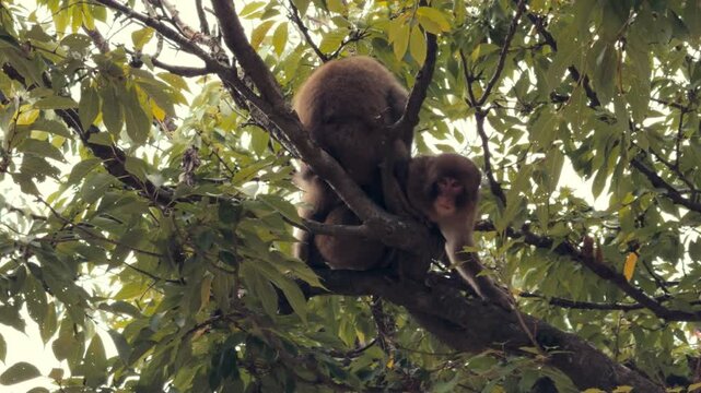 A pair of Japanese macaques sit closely together on a thick tree branch surrounded by leafy green foliage.