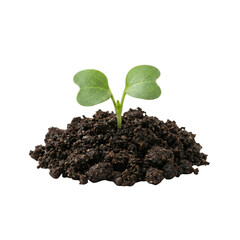 Small Green Sprout in Soil Pile Isolated