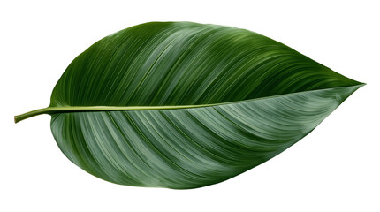 Green tropical leaf PNG transparent background showcasing rich natural texture, bold parallel veins, and realistic botanical detailing.
