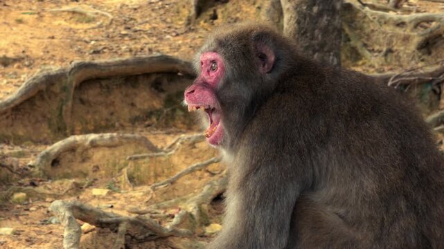 An adult Japanese macaque sits on the forest floor, baring its teeth with a vivid expression.