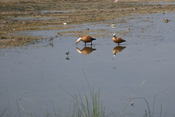 Two cute ruddy shelducks are seen in the shallow waters of a wetland lake