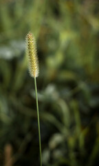 close up of a grass flower