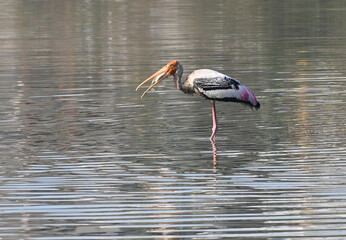 A painted stork with its kill in its beak in the shallow waters of a lake