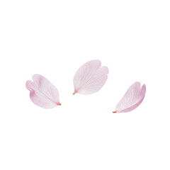 Three Falling Pink Cherry Blossom Petals © BTG
