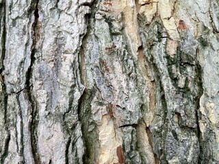 Ants crawling on tree bark