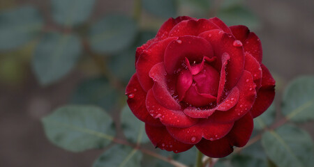 Fresh red rose with morning dew drops, romantic nature