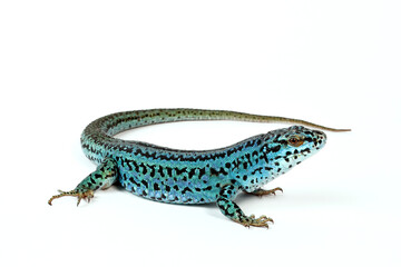 Ibiza wall lizard // Pityusen-Eidechse (Podarcis pityusensis formenterae) - Formentera, Spain