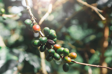 Coffee Beans on Branch: A close-up view captures the vibrant essence of coffee cultivation, showcasing a branch laden with ripening coffee beans in various stages of development.