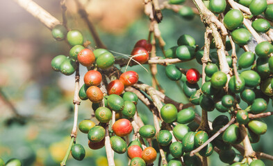 Coffee Beans on Branch: A close-up view captures the vibrant essence of coffee cultivation, showcasing a branch laden with ripening coffee beans in various stages of development.