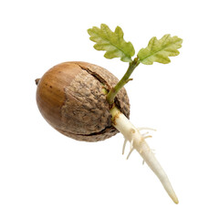 Sprouting Oak Acorn With Roots And Leaf Isolated © BTG