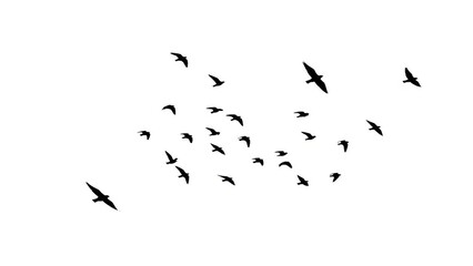 Obraz premium A large flock of black birds flying together in formation isolated on white background