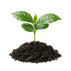 Young Green Plant Seedling Growing in Soil