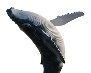 Humpback whale breaching tail fluke raised transparent background cutout png