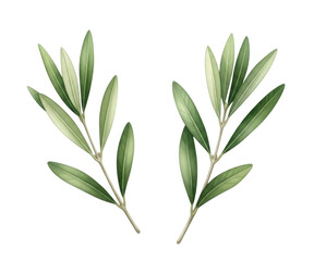 Two olive branches transparent background cutout png