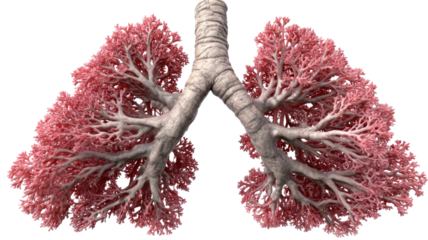 Realistic 3D rendering of detailed human lungs showing healthy structure and visible medical anatomy features displayed on white background