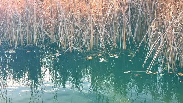 golden hour reeds marsh reflection, sunlight glinting on still green water, dry brown cattails along muddy banks, soft ripples