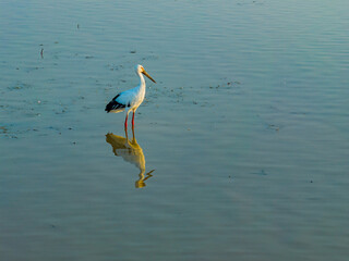 Obraz premium A flock of cranes foraging and roosting in the wetlands