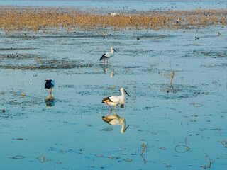 Obraz premium A flock of cranes foraging and roosting in the wetlands