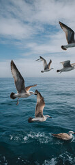 Fototapeta premium seagull in flight