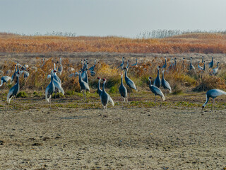 A flock of cranes foraging and roosting in the wetlands