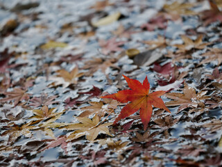 晩秋の水面に落ちたモミジ