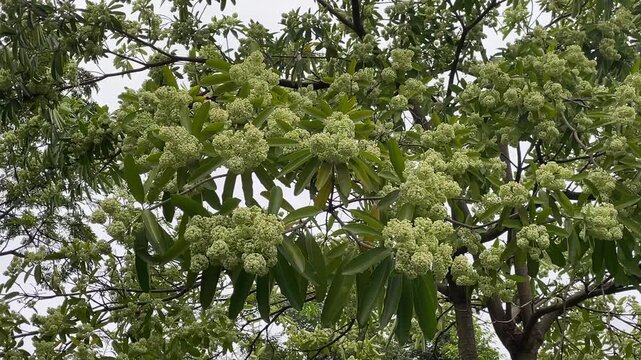 Video of blooming Alstonia scholaris milk flower tree, dense green foliage and fragrant white blossoms swaying gently in the wind, filmed in Vietnam.