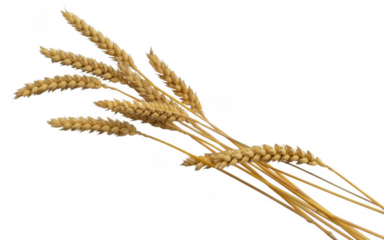 Bunch of golden wheat ears with thin stems isolated on a transparent background grain