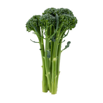 Bunch of fresh green broccolini stalks with florets isolated on a transparent background