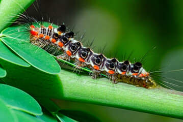 Fototapeta premium Sphrageidus similis or Yellowtail moth caterpillar, also known as the goldentail butterfly or swan butterfly.