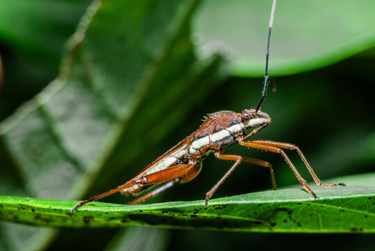 Close-up of a brown and white leaf-footed bug. It rests on a vibrant green leaf. 