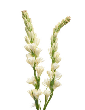White tuberose flower (Polianthes tuberosa) isolated on white background with clipping path