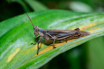 The brown grasshopper, known scientifically as Phlaeoba fumosa, is often found in rice paddies, gardens, and grassy areas across Southeast Asia.