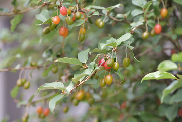 Fruit of silverberry, ripening on the branches