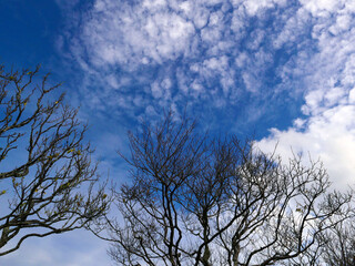 野山を歩きながら空を見上げる。青空の中に凛として木立が伸びていて実に清々しい。腰を下ろして周りを見回していると、そこには若い樹木、成熟した元気いっぱいの樹木、そして静かに佇んでいる老練な樹木。曲がったりねじれたり、逆さになったり、自然の中で生き延びている樹木たち。まるで人の生きざまを見ているようで面白い。