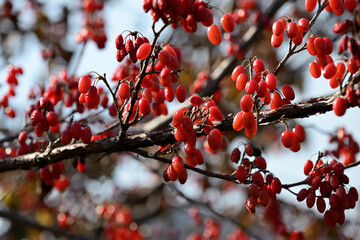 Red fruits of cornus officinalis, Beginning ripe Japanese cornelian cherry, on the branch