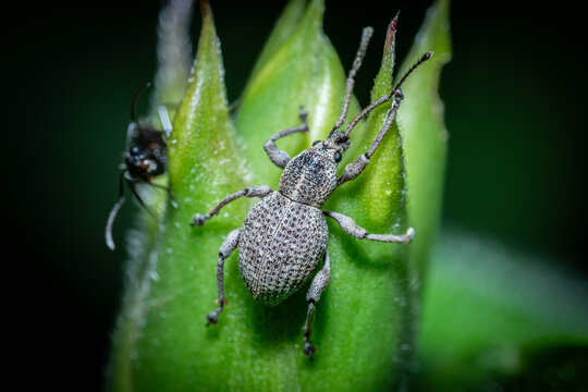 Otiorhynchus is a large genus of weevils in the family Curculionidae