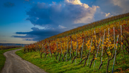 Hang mit Weinreben vor dramatischem Himmel
