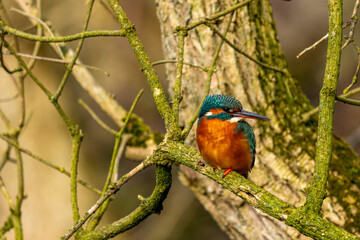 Eisvogel