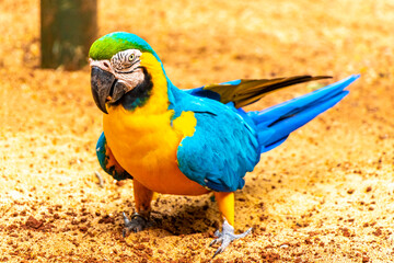 Blue and yellow macaw parrot bird tropical nature in Brazil.