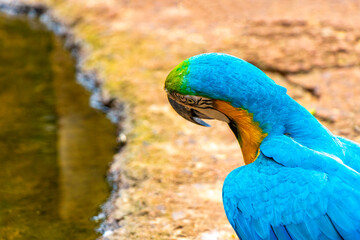 Blue and yellow macaw parrot bird tropical nature in Brazil.