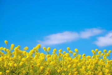 満開の菜の花畑と爽やかな早春の青空