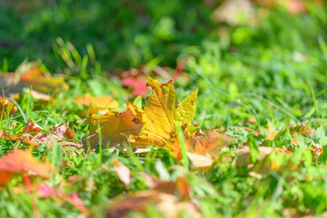 The vibrant and colorful autumn leaves beautifully contrast against the lush green grass ground