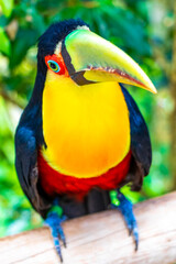 Red breasted toucan colorful bird in tropical nature of Brazil.