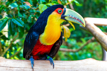 Red breasted toucan colorful bird in tropical nature of Brazil.