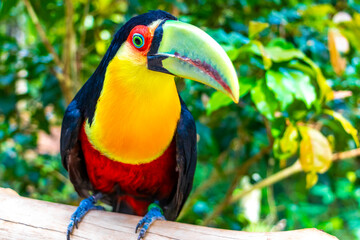 Fototapeta premium Red breasted toucan colorful bird in tropical nature of Brazil.
