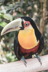 Fototapeta premium Red breasted toucan colorful bird in tropical nature of Brazil.