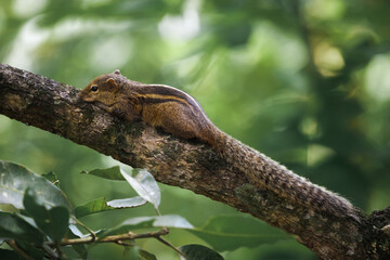 Wild Squirrel Resting on Tree Branch in a Lush Green Forest Setting