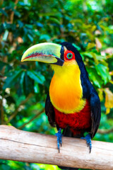 Fototapeta premium Red breasted toucan colorful bird in tropical nature of Brazil.