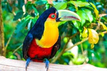 Fototapeta premium Red breasted toucan colorful bird in tropical nature of Brazil.